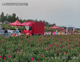開寧高清慢直播攝像機助力菏澤萬畝玫瑰園花展直播盛況