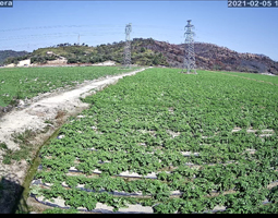 惠州某地種植馬鈴薯示范基地使用開寧太陽能4G慢直播攝像機直播記錄馬鈴薯的種植與生長情況